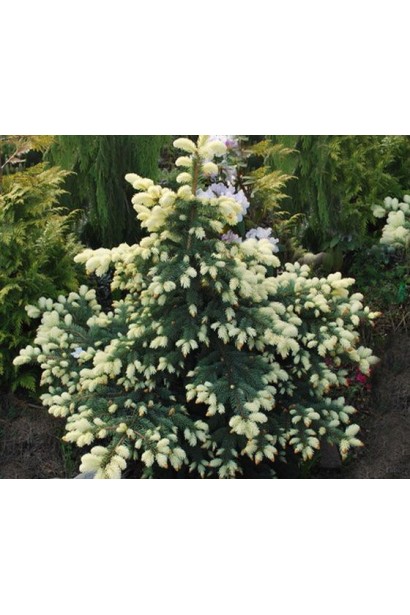 Picea pungens Bialobok