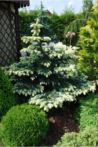 Ель колючая Белобок в ландшафтном дизайне