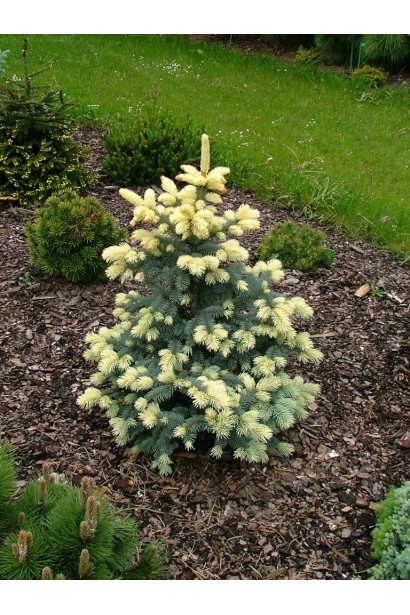 Ель голубая Белобок