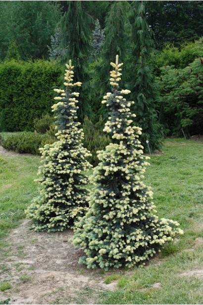 Ель колючая Белобок