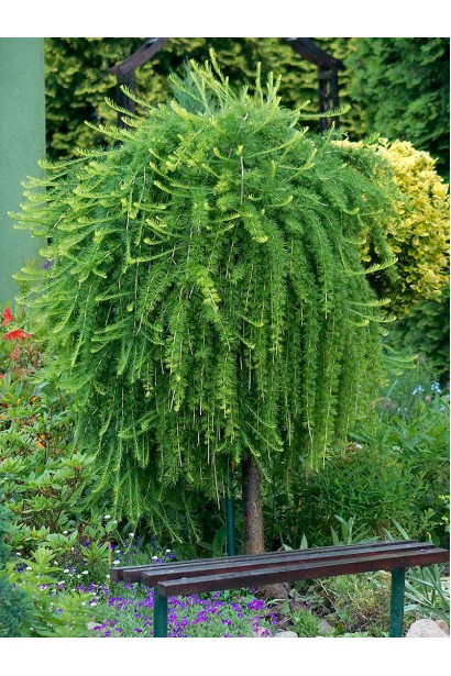 Модрина європейська Пендула на штамбі 