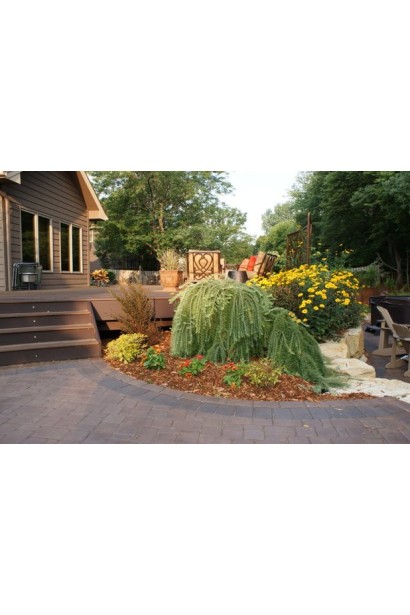 Модрина повисла Пендула в ландшафтному дизайні