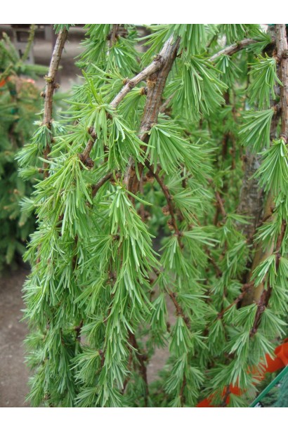 Модрина плакуча Пендула світло-зелена хвоя