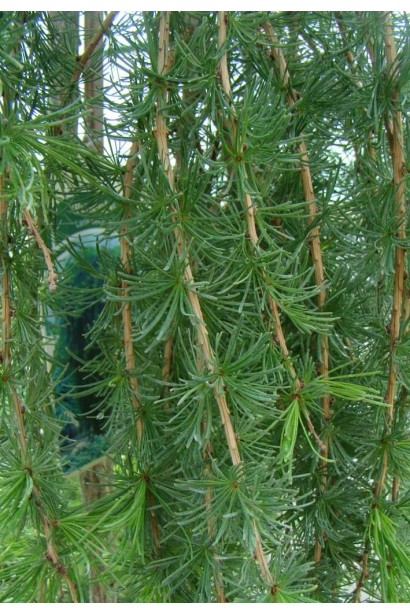 Модрина європейська Пендула м’яка хвоя зібрана в пучки