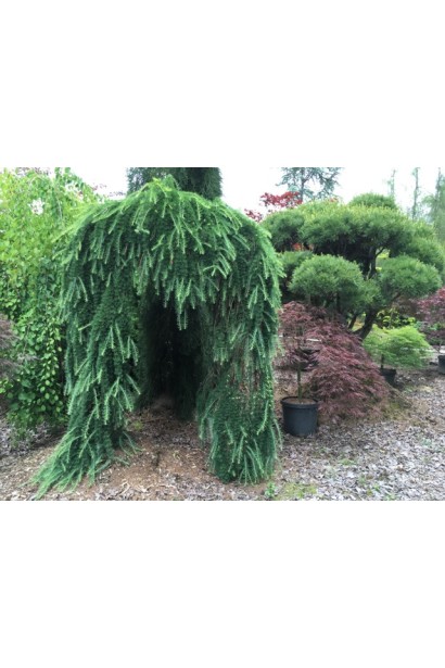 Larix decidua Pendula