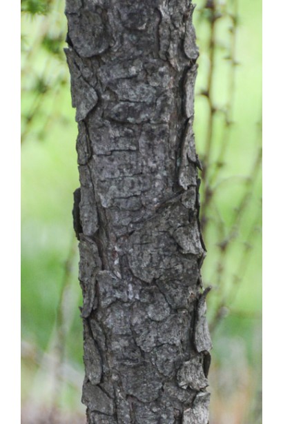 Модрина плакуча Пендула кора