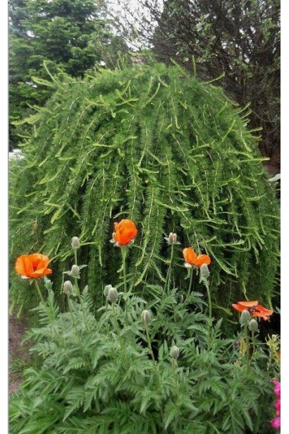 Модрина європейська Пендула на штамбі в ландшафті