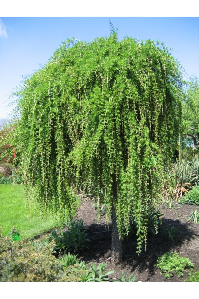 Модрина європейська Пендула