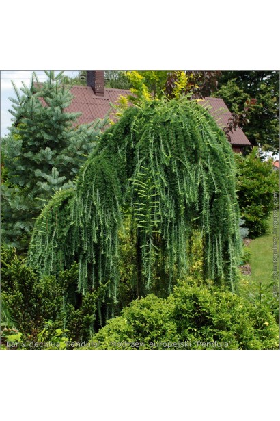 Модрина європейська Pendula ландшафтний дизайн