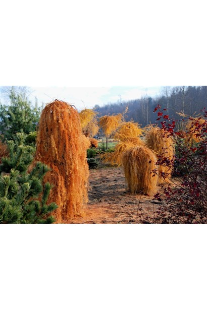 Модрина європейська Пендула золотисто-жовта хвоя восени