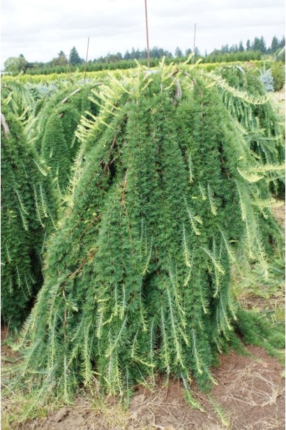 Модрина Пендула дерево зі спадаючими донизу пагонами