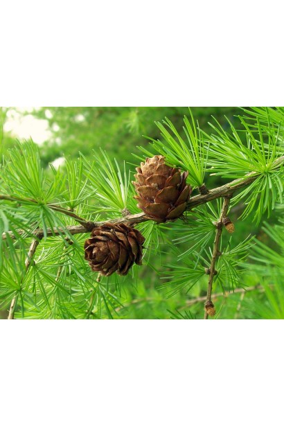 Модрина європейська Пендула зрілі коричневі шишки конічної форми