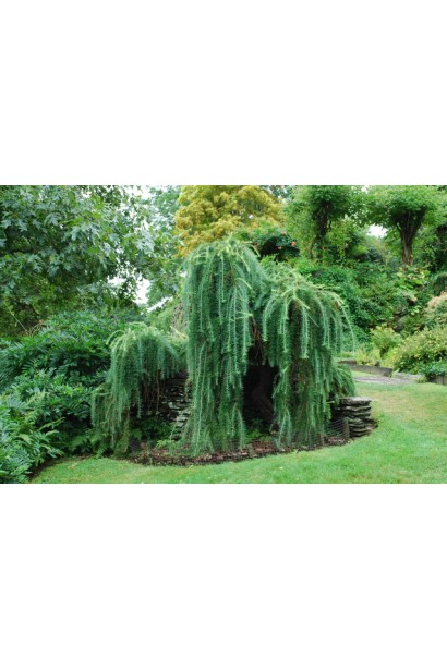 Модринаa Pendula використання в ландшафті