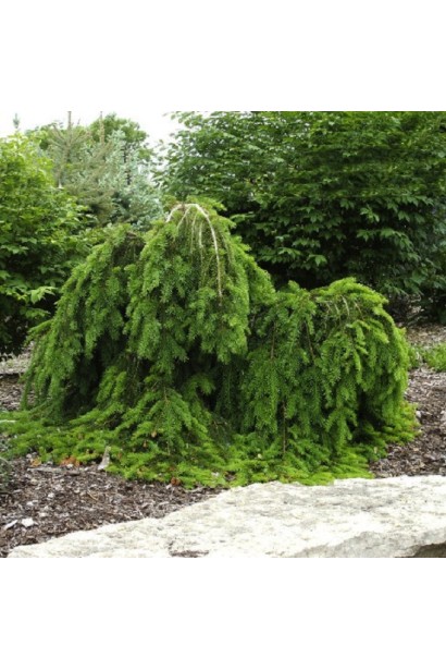 Ялина звичайна / європейська Форманек