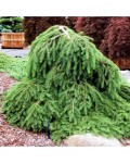 Ялина звичайна Форманек | Picea abies Formanek | Ель обыкновенная Форманек
