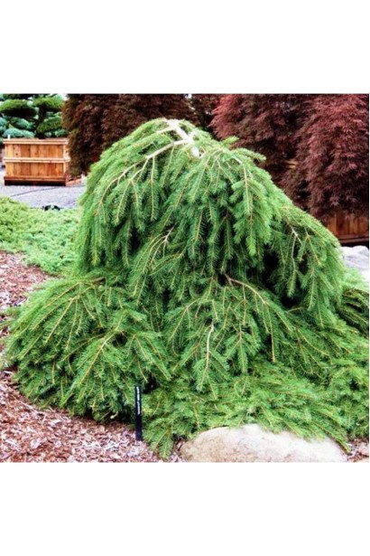 Picea abies Formanek