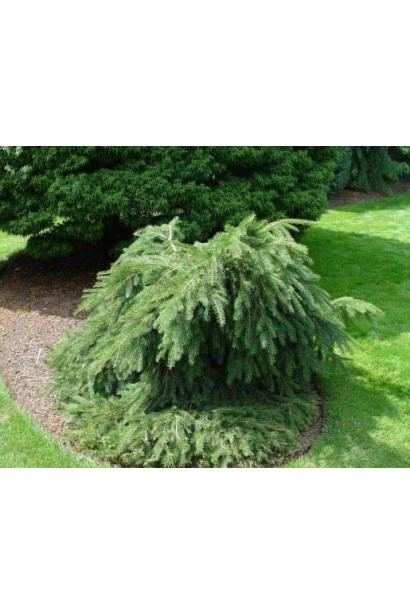 Ялина звичайна Formanek