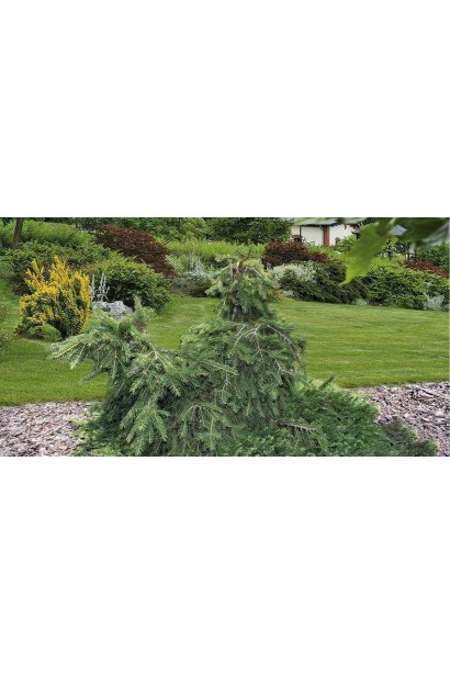 Ялина європейська Форманек в ландшафті