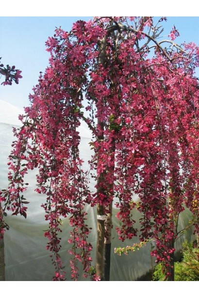 Malus Royal Beauty — витончена яблуня для ландшафтного дизайну.