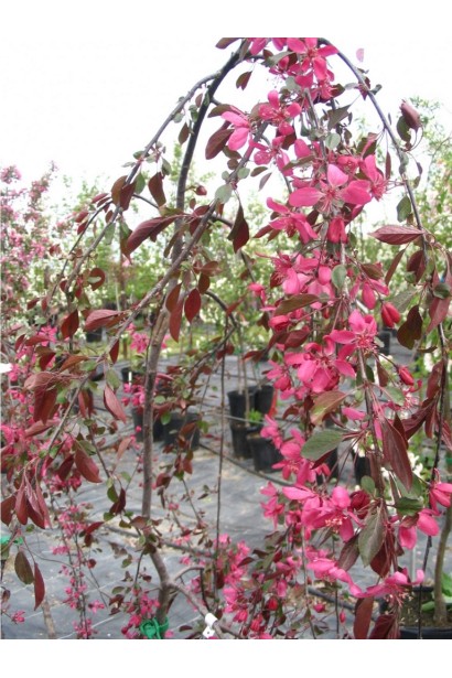 Malus hybrida Royal Beauty із насичено рожевими квітами навесні.