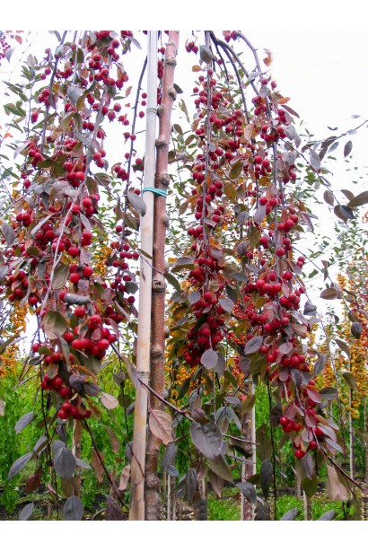 Malus Royal Beauty — декоративне дерево з рожевим цвітом.