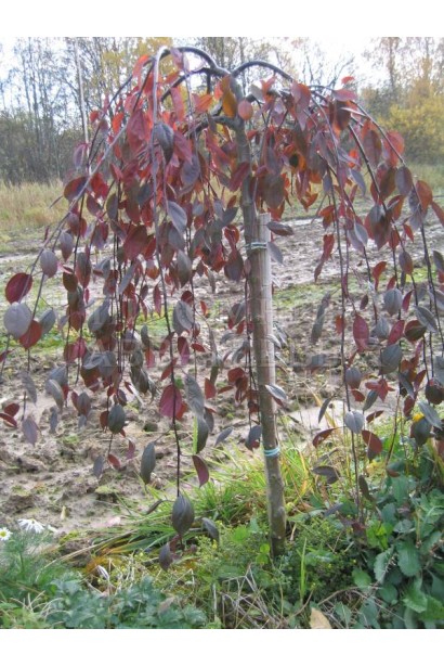 Яблуня Роял Б’юті з ефектним плакучим силуетом.