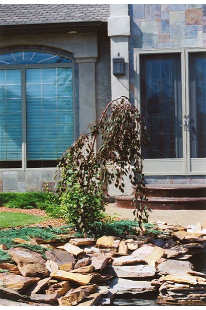 Яблуня гібридна Роял Б’юті / Яблуня плакуча Роял Б’юті