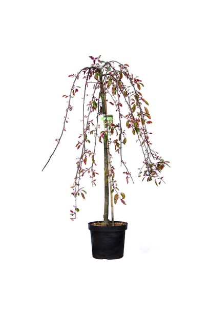 Яблуня плакуча Роял Б’юті