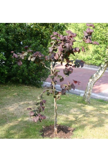 Ліщина звичайна Ред Маджестік