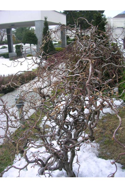 Ліщина з крученими гілками Ред Маджестік