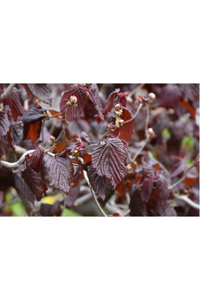 Ліщина європейська Ред Маджестік гофроване пурпурове листя