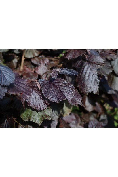 Ліщина червона Ред Маджестік