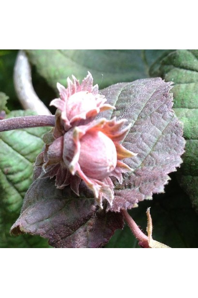 Ліщина звичайна Ред Маджестик червоно-коричневі горіхи