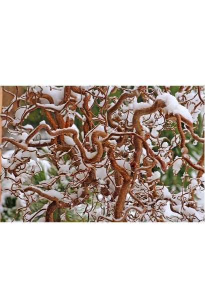 Corylus avellana Red Majestic