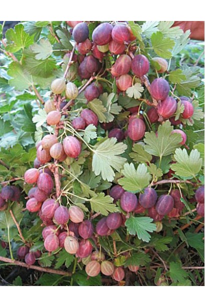 Светло-красные плоды Крыжовника Грушенька в начале созревания