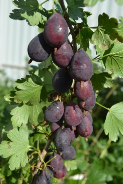 Крыжовник Грушенька фиолетовые ягоды с восковым налетом