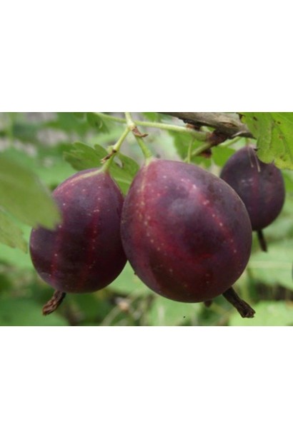 Ribes uva-crispa Grushenka