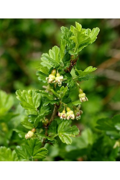 Крыжовник Грушенькое цветение