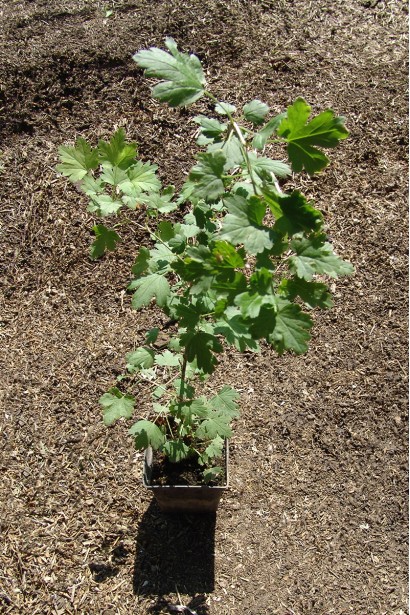 Крыжовник Грушенька в контейнере 0,5 л