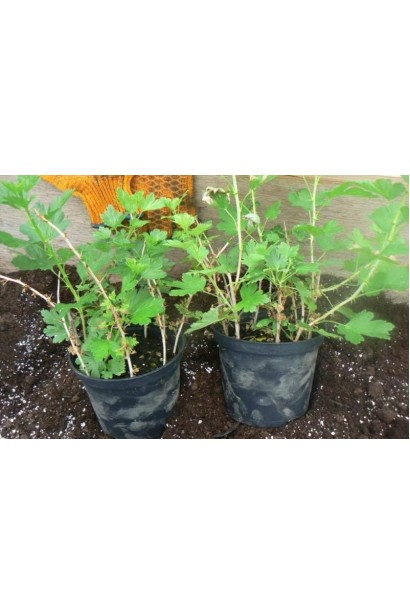 Крыжовник Грушенька саженцы в горшке 3 л