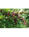Агрус Грушенька | Крыжовник Грушенька | Ribes uva-crispa Grushenka