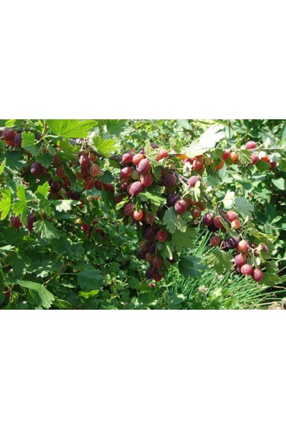 Крыжовник Грушенька (среднепоздний)