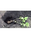 Крыжовник Грушенька | Агрус Грушенька | Ribes uva-crispa Grushenka