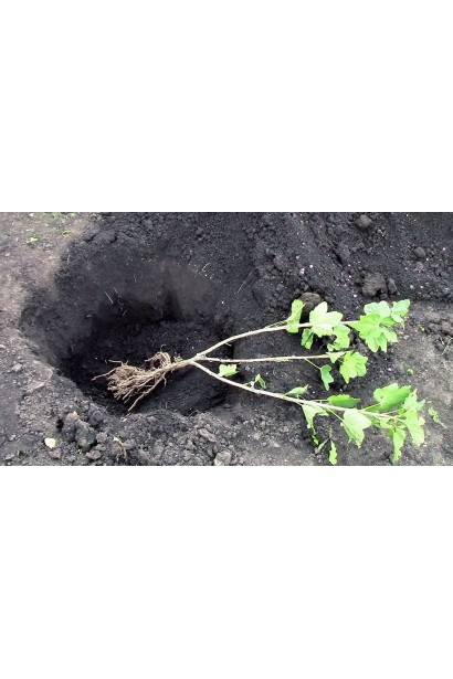 Крыжовник Грушенькая посадка саженца с голым корнем