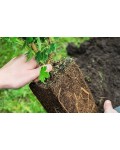Крыжовник Грушенька | Агрус Грушенька | Ribes uva-crispa Grushenka