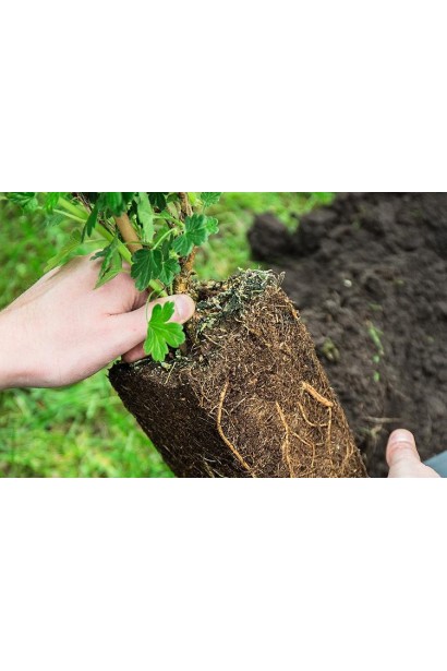 Крыжовник Грушенька саженец из Р9