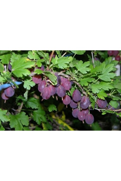 Крыжовник Грушенька фиолетовые плоды вытянутой грушевидной формы