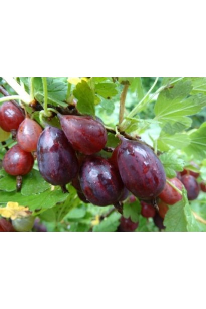 Северный виноград Grushenka