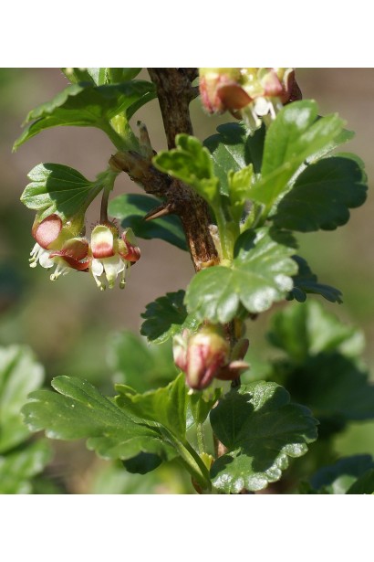 Аґрус Сіріус цвітіння