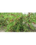 Агрус Сіріус | Крыжовник Сириус | Ribes uva-crispa Sirius